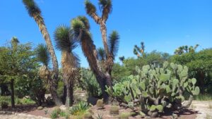 Cactáceas: Guardianas del Desierto y Tesoros de la Biodiversidad