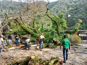 Retiran árbol caído tras lluvias en Tamazunchale