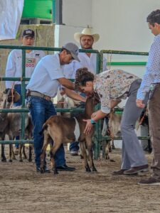 Gobierno Estatal Fortalece la Caprino cultura en San Luis Potosí