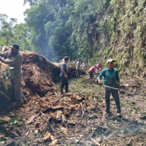 Vecinos y PC enfrentan juntos la caída de árbol en Cacateo
