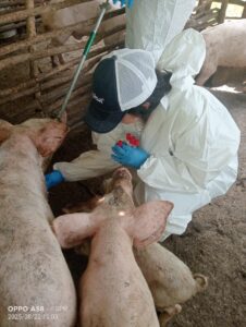 Refuerzan control sanitario en la producción porcina de Tamazunchale