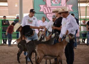 Agronomía y Veterinaria UASLP logra campeonatos en competencia nacional de cabras de leche