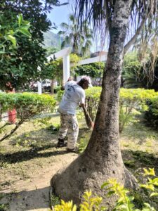 Dan mantenimiento a áreas Verdes del jardín municipal ante proximidad de temporada navideña