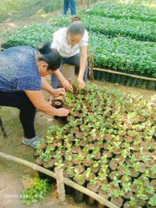 Municipio e ITST impulsan semillero de café