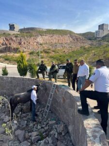 GOBIERNO ESTATAL RESCATA A EQUINO ATRAPADO EN EL PEDREGAL