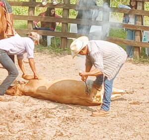 Gobierno de Tamazunchale llama a ganaderos a refrendar fierro quemador 2026