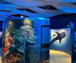 “TIBURONES” TRANSFORMA EL MUSEO LABERINTO EN UNA AVENTURA SUBMARINA