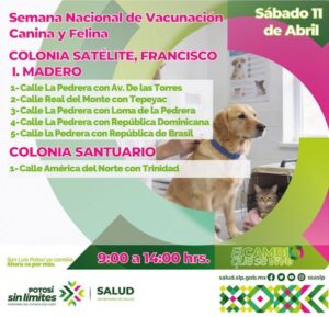 CONVOCA SERVICIOS DE SALUD A PROTEGER A PERROS Y GATOS CON VACUNACIÓN ANTIRRÁBICA