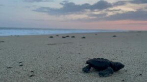Estudiante de la UASLP desarrolla investigación sobre contaminantes en tortugas golfinas