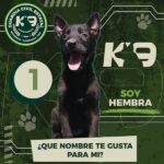 GOBIERNO ESTATAL INVITA A ELEGIR LOS NOMBRES DE LOS NUEVOS INTEGRANTES DEL AGRUPAMIENTO K9