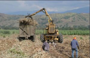 IPA se acerca al cierre de zafra con casi un millón de toneladas molidas