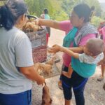 Impulsan autosuficiencia alimentaria con entrega de pollitas en Atehuac