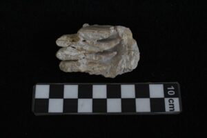 Equipo de investigadores de la UASLP reconstruye historia de “Lili”, cría de mamut hallada en Cedral