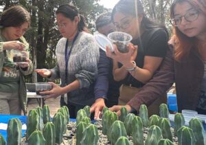IPICYT impulsa la conservación de las cactáceas potosinas con talleres de germinación e injerto
