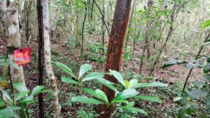Campus Tamazunchale de la UASLP preserva la medicina tradicional con Jardín Etnobotánico en la Huasteca