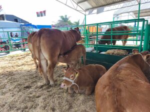 Fenapo exhibe lo mejor del Ganado Limousin nacional