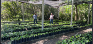 San Luis Potosí produce más de 100 mil árboles para reforestación y proyectos productivos