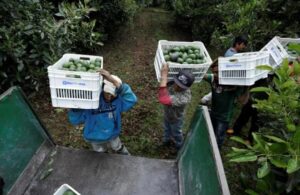 VELAGRO puede transformar la vida laboral de los trabajadores del campo: COCENA